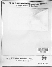 Nectria rubicarpa image